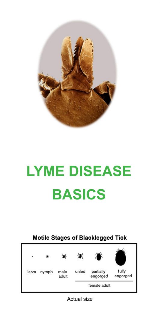 Lyme Disease Testing Ontario